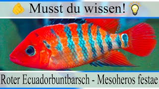 Haltungsbedingungen amp Infos Roter Ecuadorbuntbarsch  Mesoheros „Cichlasoma“ festae  Aquarium [upl. by Zennas737]