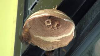 Sped up Timelapse Footage of Giant Hornet Queen Building Nest [upl. by Engenia]