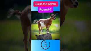 Guess the animal by picture🦒🐶quizguess trending [upl. by Gal364]