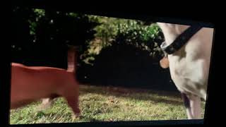 Beverly Hills chihuahua 3 Rosita saves Charlotte￼￼ [upl. by Hacceber]