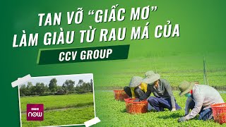 quotVỡ mộngquot làm giàu từ rau má CCV Group có quotdấu hiệu chiếm đoạt tài sảnquot  VTC Now [upl. by Schroer]