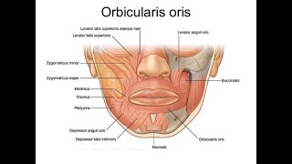 Anatomy of the Modiolus and Mnemonics to remember muscles that form the Modiolus [upl. by Urson]