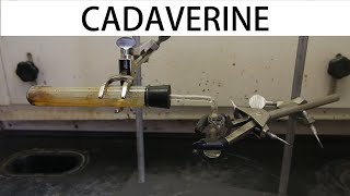 How to make cadaverine the smell of death [upl. by Theola]