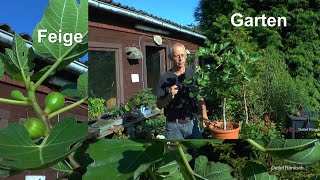 Garten mit Feige pflegen im Topf Tomaten Abmoosung im Update und Mehr im Garten sehen [upl. by Schindler683]