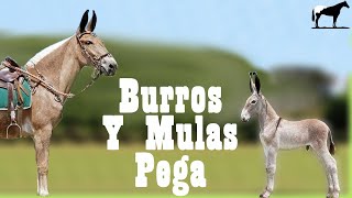 Pega quotBurros Y Mulasquot Orejones De Brasil🐴Del Cerro Soy [upl. by Cleodel]