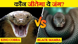 KING COBRA VS PYTHON Real fight video  original video 4k [upl. by Camarata966]