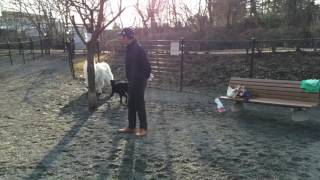 the Dog run in Karuizawa Japan greatpyrenees グレートピレニーズ [upl. by Enyedy]