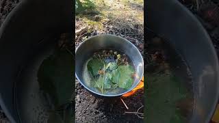 survival skills bushcraft forest tea survival bushcraft camping [upl. by Abate]