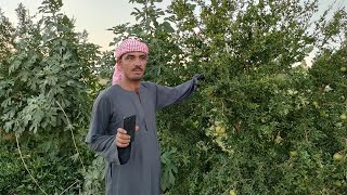 للبيع 32 فدان بالطاقه الشمسيه ارض خالصه من الدوله عقد نهائي [upl. by Ponce629]