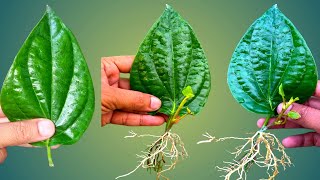 How To Grow Betel Leaves Paan Plant From Single Leaves [upl. by Norraf]