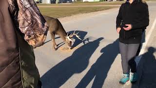 Anticosti Island Large buck in the village of Port Menier Anticosti [upl. by Jeane]