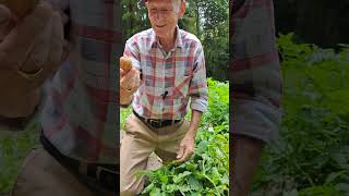 Brummie Brian in Japan Second Week of June 2024  The First Potato Harvest Part 1 of 2 [upl. by Atnod167]