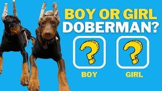 MALE VS FEMALE DOBERMAN TOP 7 REASONS YOU SHOULD GET A FEMALE DOBERMAN [upl. by Reuven126]