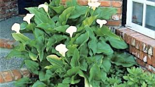 Zantedeschia aethiopica  Common Calla [upl. by Ydnor]