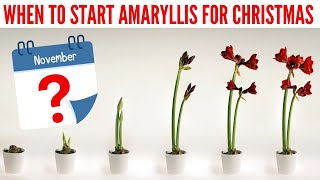 How To Grow Amaryllis Bulbs For Christmas Flowers  Step By Step [upl. by Dorice]