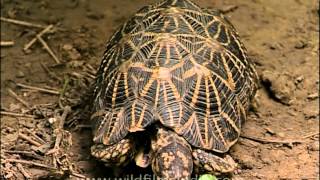 Indian Star Tortoise walking  or rather crawling [upl. by Hgalehs]