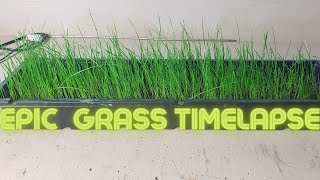 Growing Grass Indoors Part 2 The TimelapseTimelapse of Perrenial Rye Grass Growing [upl. by Adnovad]