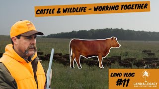 Can Cattle Benefit Wildlife How to Improve Land with Grazing [upl. by Eissoj]