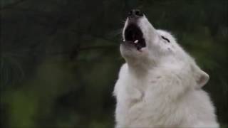 Arctic Wolf Howl  Atkas Song [upl. by Yalhsa]