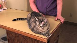 Epilepsy in a Cat  Cat Health [upl. by Jada]