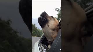 Big Boerboel Howling compilation boerboel molly [upl. by Nellahs]