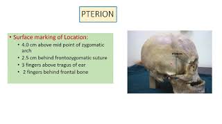 PTERION Anatomy [upl. by Marcille]