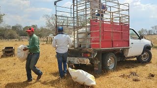 Como empezar engordar becerros o novillos Puntos claves [upl. by Novia]