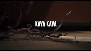 Uses and Benefits of Kava Kava  Sprouts Farmers Market [upl. by Aehtela]