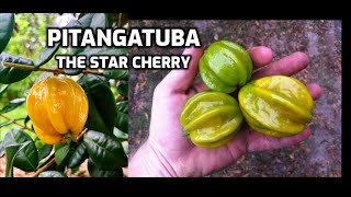 PITANGATUBA The Star cherry Eugenia selloi formerly E neonitida [upl. by Karly211]