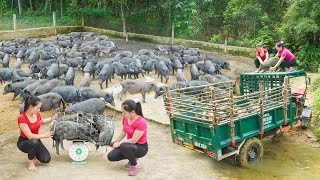 Harvesting Many Pigs From Pig Farm Goes To Sell  Use Truck To Transport Many Pigs Daily Farm [upl. by Scrope862]