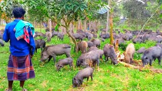 Beautiful Warthog video  Warthog Wonder Stunning Wildlife Moment [upl. by Giark]