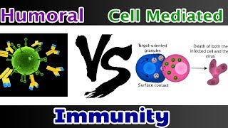 Humoral Immunity Vs Cell mediated Immunity  Clear Comparison [upl. by Lorilyn]