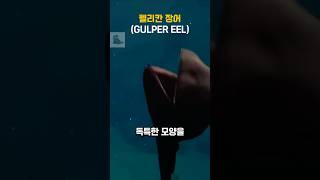 펠리칸장어GULPER EEL [upl. by Standley]