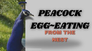 Peacock Egg Eating from the NestWhy This May Happen [upl. by Banerjee644]