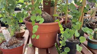 Dioscorea elephantipes quotElephants Footquot [upl. by Notgnillew]