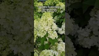 리빙크리에이션 목수국 라즈베리핑크Hydrangea paniculata Living Raspberry Pink 대림원예종묘 shorts [upl. by Regdor]