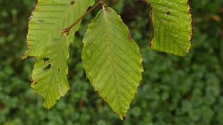 Fagus grandifolia  American Beech [upl. by Ernestus]