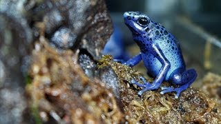 Poison Dart Frog Setup and Care Sheet Dendrobates Tinctorius Azureus [upl. by Bren540]