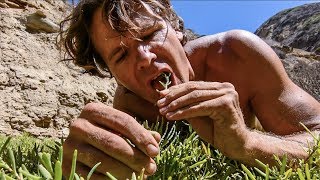 PRIMITIVE WILD SURVIVAL FOOD Six Edible Coastal Plants [upl. by Tumer]