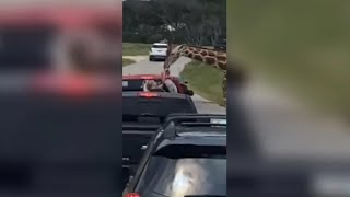 Giraffe picks up toddler at Texas drivethru safari [upl. by Phila557]