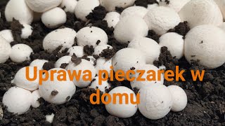 Uprawa pieczarek w domu [upl. by Layod]