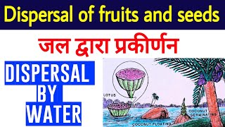 जल द्वारा फलों और बीजों का प्रकीर्णन  seeds dispersal by water  Dispersal of fruits by water [upl. by Croft232]