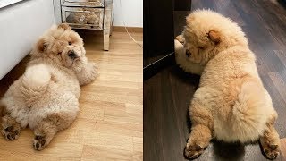 Cute Chow Chow  Chow Chow Puppy  Chow Chow  Chow Chow Dogs compilation 1 [upl. by Penthea456]