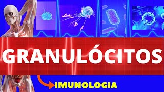 GRANULÓCITOS  NEUTRÓFILOS BASÓFILOS E EOSINÓFILOS ENSINO SUPERIOR  IMUNOLOGIA  CÉLULAS IMUNES [upl. by Nyloj]