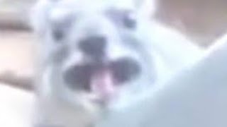 Hyrax Screaming Earrape [upl. by Annuahsal223]