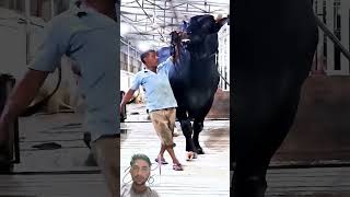 Giants size cow😱😱😱 in the world top top giant cow animals [upl. by Inahc]