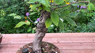 Hophornbeam  Ostrya virginiana  Bonsai tree [upl. by Nepsa]