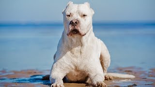 The Amazing Dogo Argentino  Facts About This Powerful and Beautiful Dog [upl. by Hollis248]