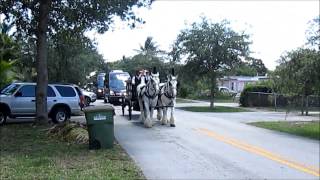 Horse Drawn Funeral Hearse [upl. by Vachill882]