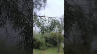 arcoiris bellotas roble patos enamoradadelavida Días de lluvia con lo más bonito de mi vida ❤️ [upl. by Sine]